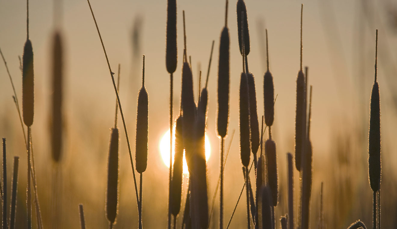 Close-up silhouette of cattails at sunrise with warm golden backlighting