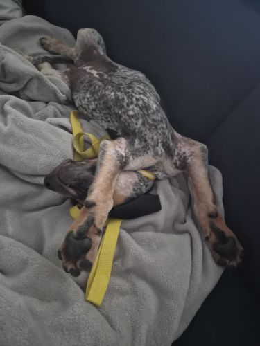  Dog 2