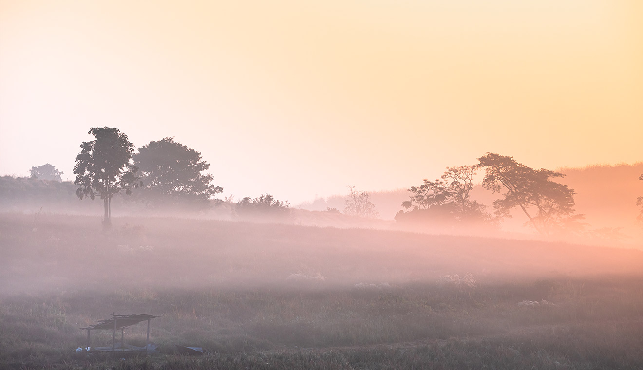 Misty sunrise landscape with trees silhouetted through soft pink fog