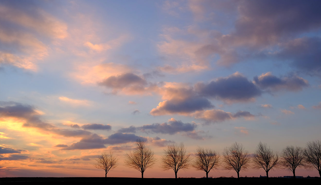 Row of bare trees against a colorful sunset sky with soft clouds